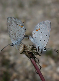 Eastern Tailed Blue